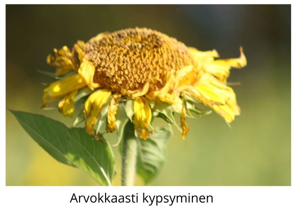 arvokkaasti kypsyminen
