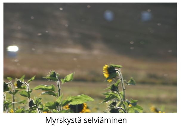 Myrskystä selviäminen