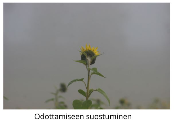 Odottamiseen suostuminen