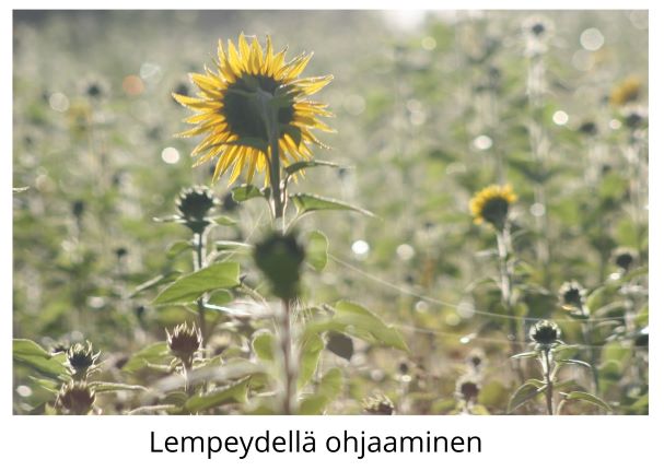 Lempeydellä ohjaaminen