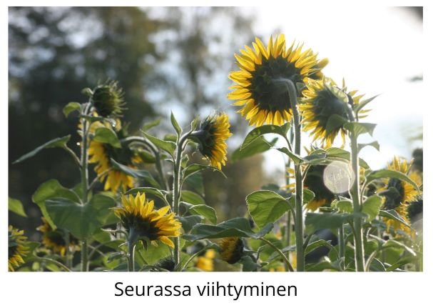 Seurassa viihtyminen