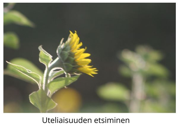 Uteliaisuuden etsiminen